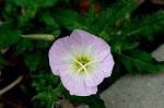 Showy evening-primrose