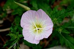 Showy evening-primrose