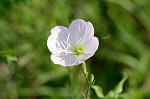 Showy evening-primrose