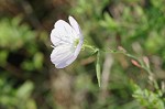 Showy evening-primrose