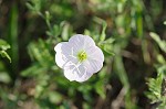 Showy evening-primrose