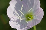 Showy evening-primrose