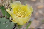 Common pricklypear