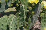 Common pricklypear