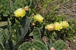 Common pricklypear