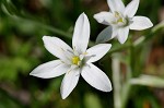 Pyrenees Star of Bethlehem