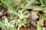 Pyrenees Star of Bethlehem