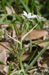 Pyrenees Star of Bethlehem