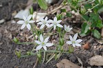 Pyrenees Star of Bethlehem