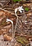 Oneflowered broomrape