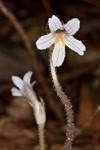 Oneflowered broomrape