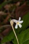 Oneflowered broomrape