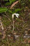 Oneflowered broomrape