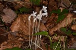 Oneflowered broomrape