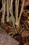 Oneflowered broomrape