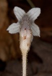 Oneflowered broomrape