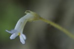 Oneflowered broomrape