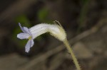 Oneflowered broomrape