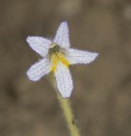 Oneflowered broomrape