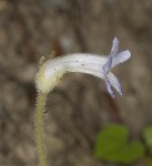 Oneflowered broomrape