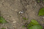 Oneflowered broomrape