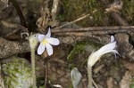 Oneflowered broomrape