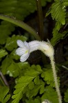 Oneflowered broomrape