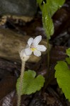 Oneflowered broomrape