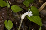 Oneflowered broomrape