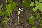 Oneflowered broomrape