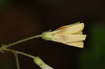 Great yellow woodsorrel