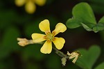 Great yellow woodsorrel