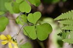 Great yellow woodsorrel