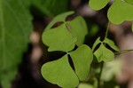 Great yellow woodsorrel