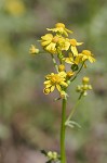 Butterweed