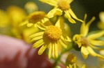 Butterweed