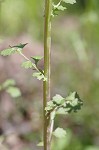 Butterweed