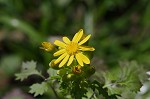 Butterweed