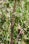 Butterweed