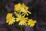 Butterweed