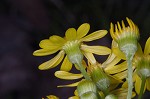 Butterweed