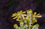 Butterweed