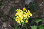 Butterweed