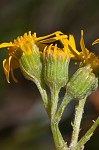 Hairy groundsel