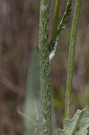 Hairy groundsel