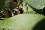 Hairy groundsel