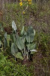 Hairy groundsel