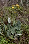 Hairy groundsel