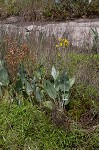 Hairy groundsel