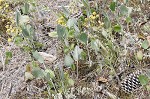 Hairy groundsel